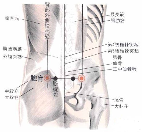 从骨盆后面髂嵴最高点向内下方骶角两侧循摸可触及一高骨突起(即髂后