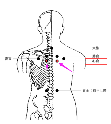 心俞准确位置图 图图片