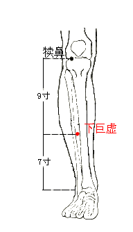 圣透灸39下巨虚