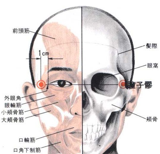 瞳子髎的准确位置图片图片