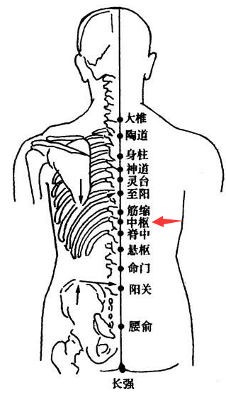 中枢的准确位置图片图片