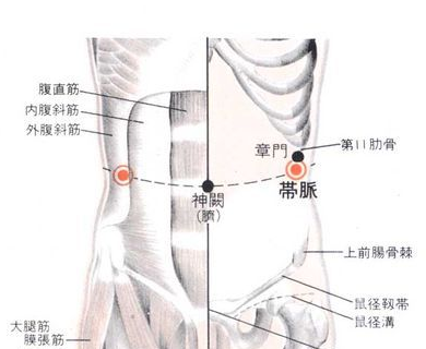 腹部带脉经络图图片