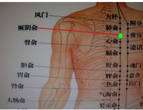 少阴俞的准确位置图片图片