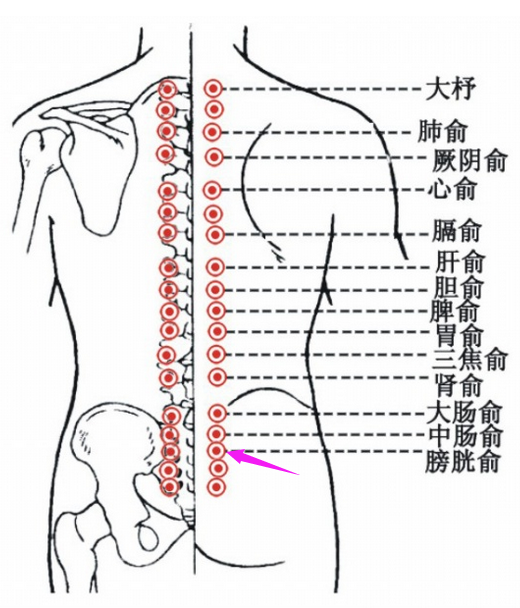 膀胱俞的准确位置图片图片